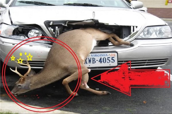 صحنه های تصادف حیوانات با خودرو در جاده ها